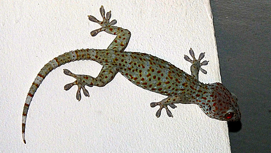Gecko, tokhe, sisalik, roomaja, looma, Wildlife, loodus