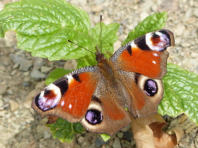 farfalla del pavone, farfalla, insetto, animale, colorato, ala, natura