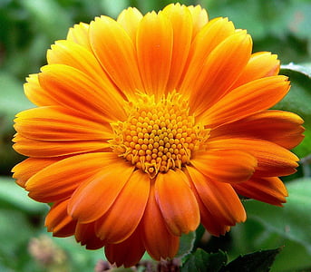 oranž, Multi, petaled, lilled, Sulgege, foto, Gerbera