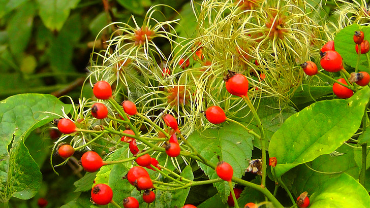 wild, rose hip, nature, herbs, autumn, plant, red