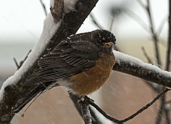 Robin, pássaro, Virginia, Inverno, frio, árvore, selvagem