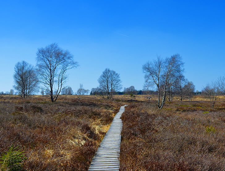 Moor, turf bog, Venn, Hoge Venen, behoud van de natuur, natuurreservaat, België