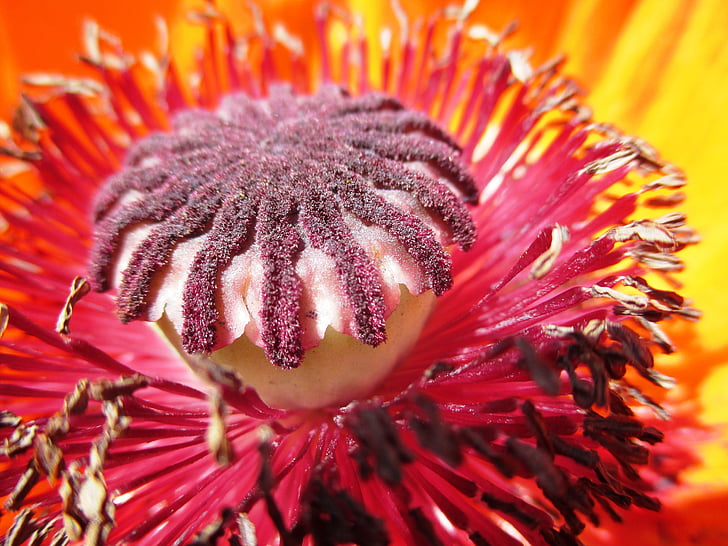 Closeup, Foto, rot, petaled, Blume, Mohn, verblasst