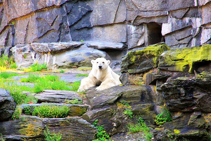 polar bear, bear, enclosure, bear enclosure, zoo, animal, nature conservation