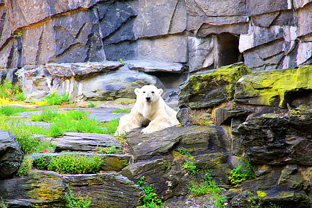 niedźwiedź polarny, Niedźwiedź, Obudowa, obudowy niedźwiedzia, ogród zoologiczny, zwierząt, ochrony przyrody