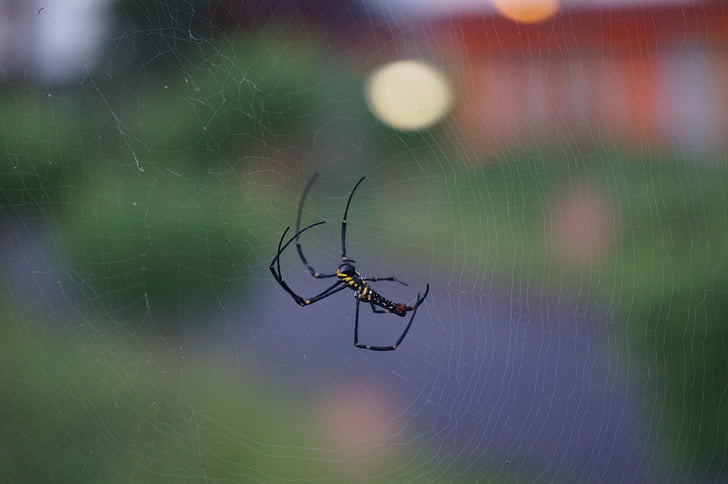 spider, small, web, wild, nature, insect