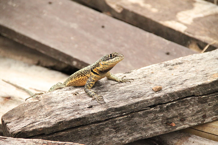 lizard, salamander, reptile, wood