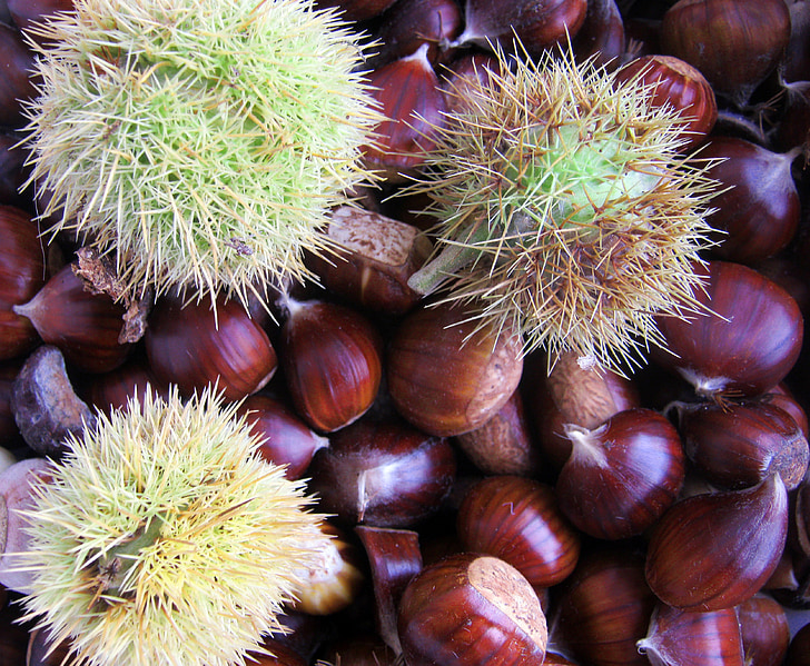 Maroni, Chestnut, brun, skinnende, efterår, dekoration