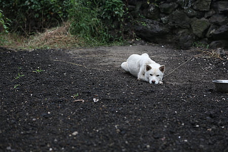 Welpe, Hund, Hunde, Republik korea, Fortschritte, koreanischer Jindo-Hund, einsam