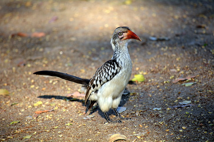 červený zobák, Krugerův park, Afrika, divoký život