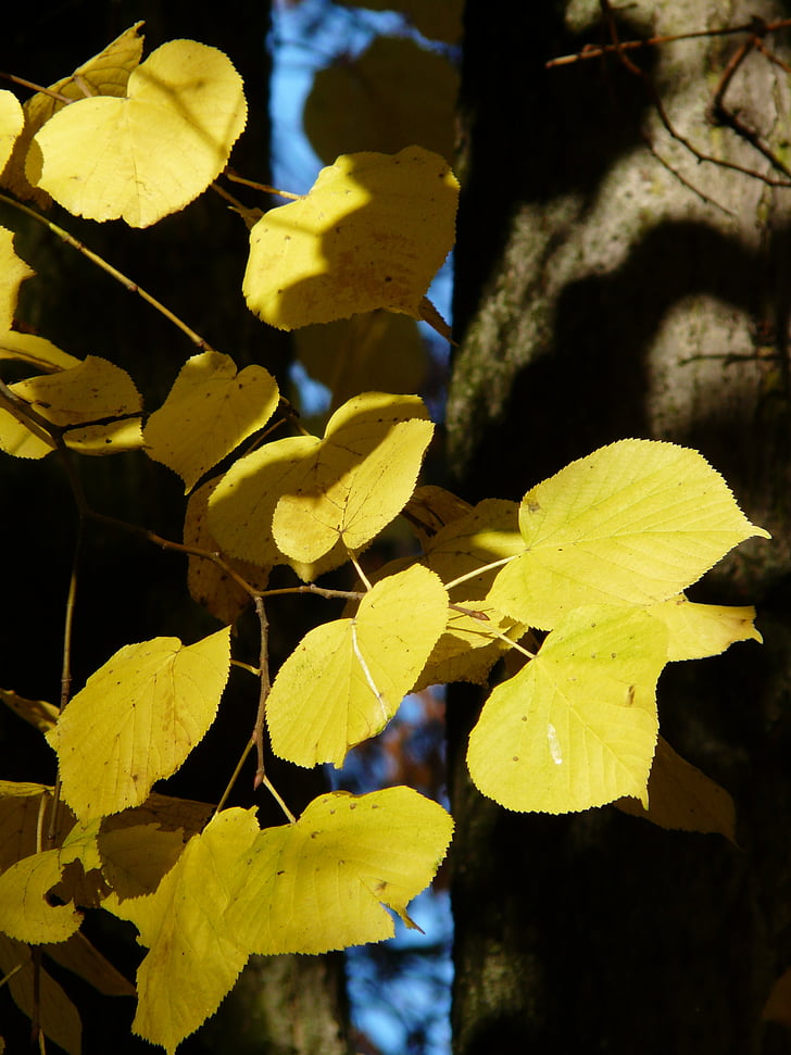 Lindenblätter, Linde, Tilia, Winter-linde, Stein-linde, Tilia cordata, Goldener Herbst