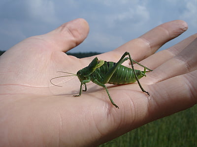 wart biter, decticus verrucivorus, grasshopper, insect, animal, creature, long probe shrink