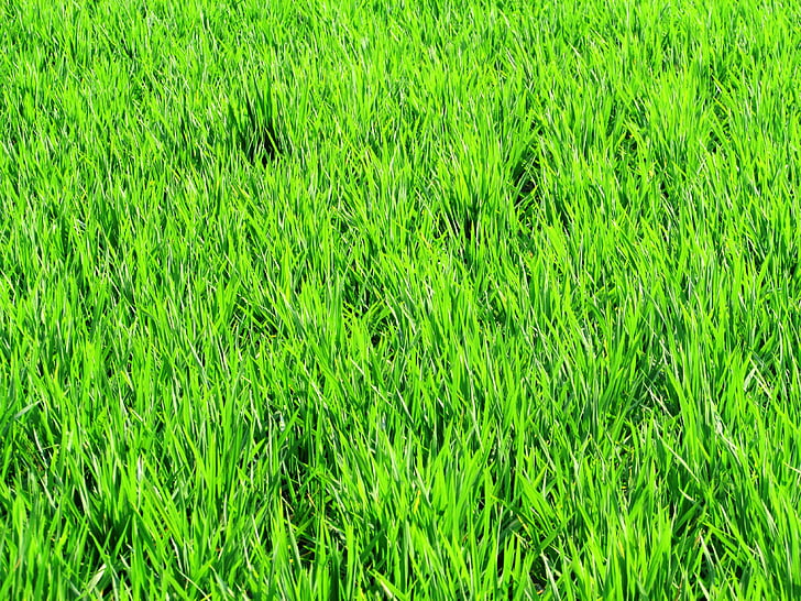 PADI, bidang, hijau, beras, tanaman, pertanian, pertanian