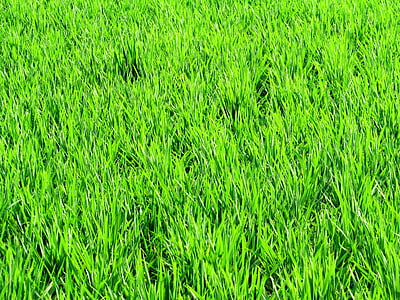 Paddy, pól, zieleni, ryż, uprawy, Rolnictwo, rolnych