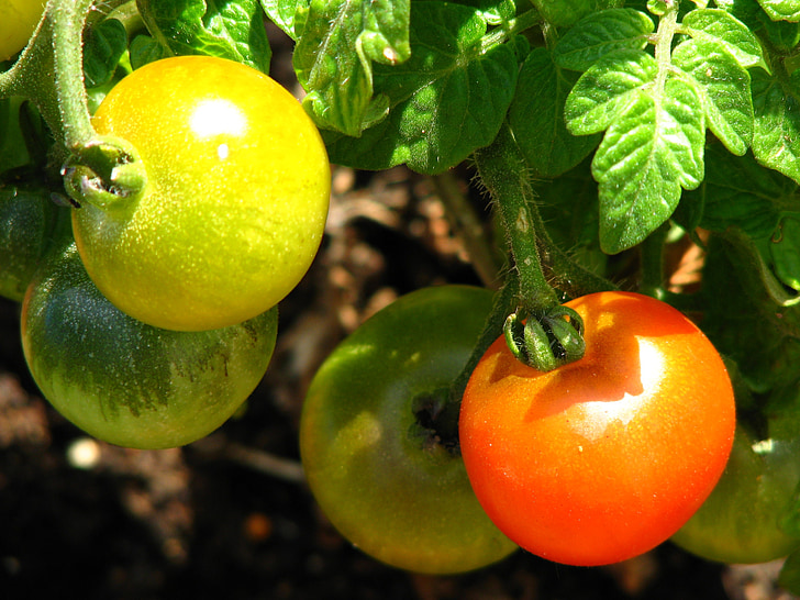 tomat, umodne, moden, rød, gul, grønn, grønnsaker