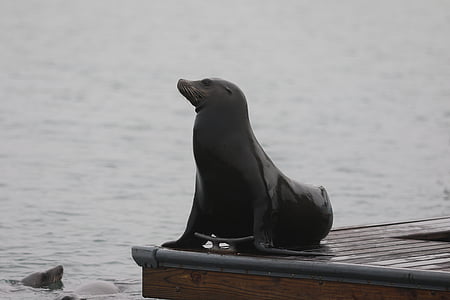 Seal, vand, Harbor, natur, pattedyr, Wildlife, havet