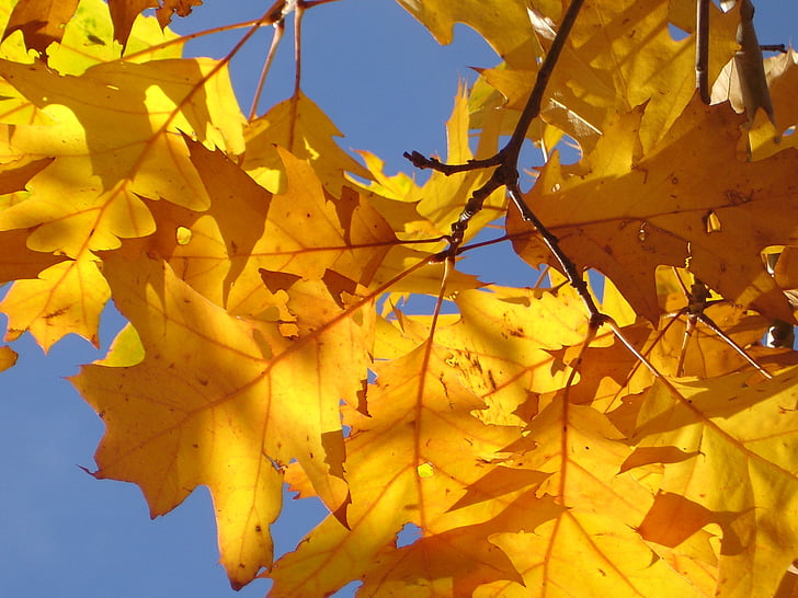 Red oak, folhas de carvalho, Outono, folhas, dourado, amarelo, amarelo brilhante