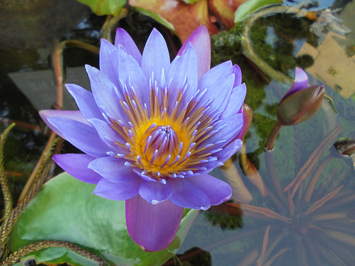 ungu, Nymphaea alba, tanaman, Kolam, Lotus