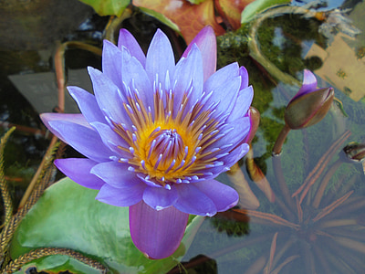 Violeta, sniegbaltā alba, augu, dīķis, Lotus