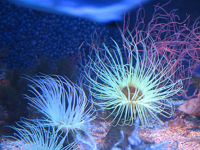 aquarium, monaco, anemone