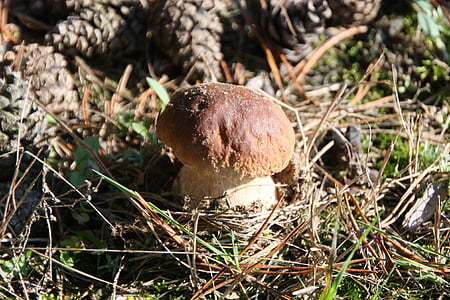 mushroom, forest, food, autumn, wild