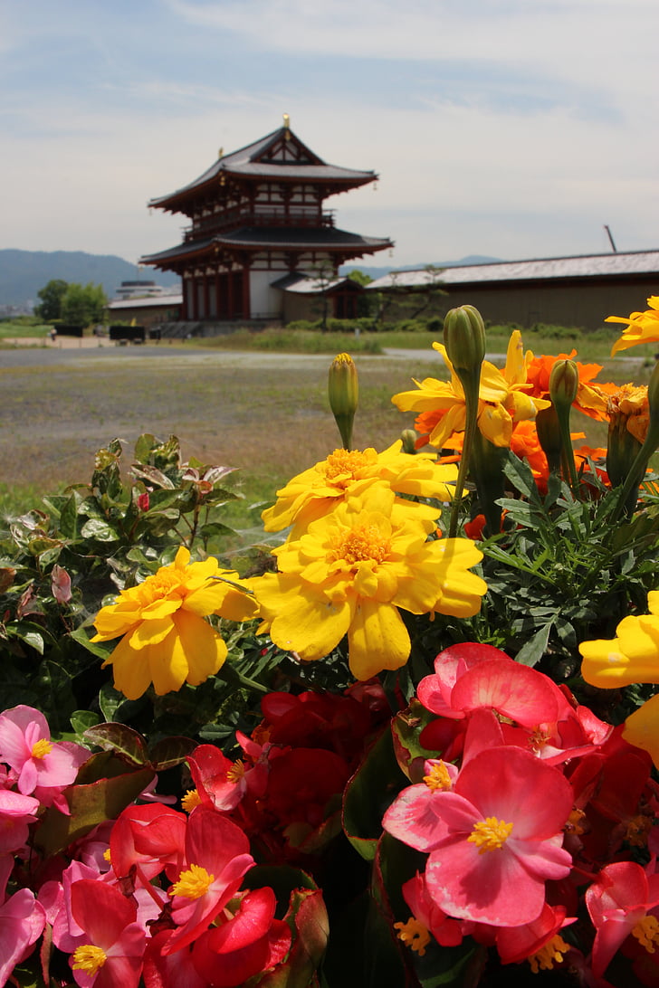 λουλούδια, χρώματα, Ιαπωνία, άνοιξη, πολύχρωμα λουλούδια, Ανοιξιάτικα λουλούδια, Κήπος
