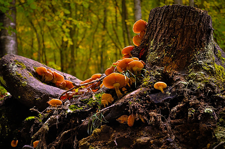 gljiva, divlje, priroda, šuma, hrana, prirodni, jesen