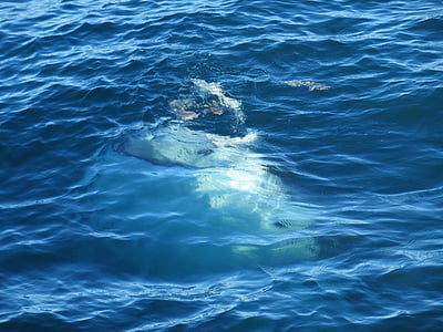 クジラ, 湾, メキシコ, 完全なフレーム, 1 つの動物, モーション, 海