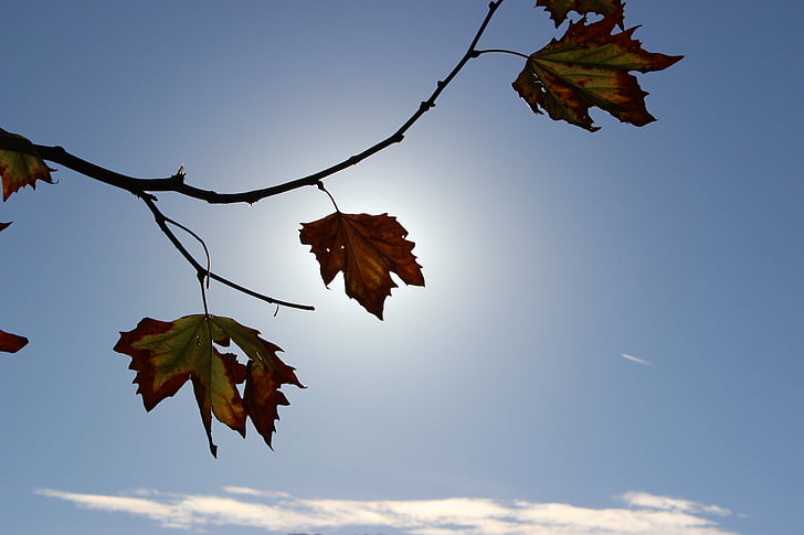 rudens, atstāj, saule, Leaf, daba, kritums, rudens lapas
