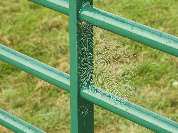 Web, edderkopp, dugg, spindelvev, edderkoppnett