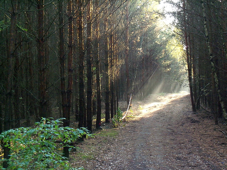 bosque, Lane, luz, naturaleza, sol, rayo de sol, Estado de ánimo otoño