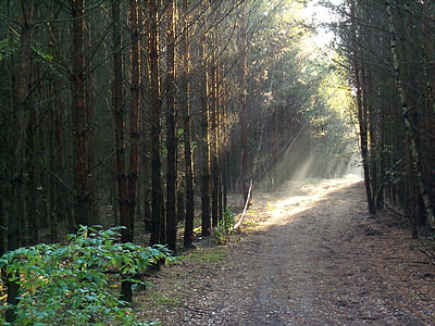 forest, lane, light, nature, sun, sunbeam, autumn mood