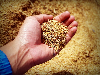 beras, tangan, panen, gandum, Thailand, bergerak, pertanian