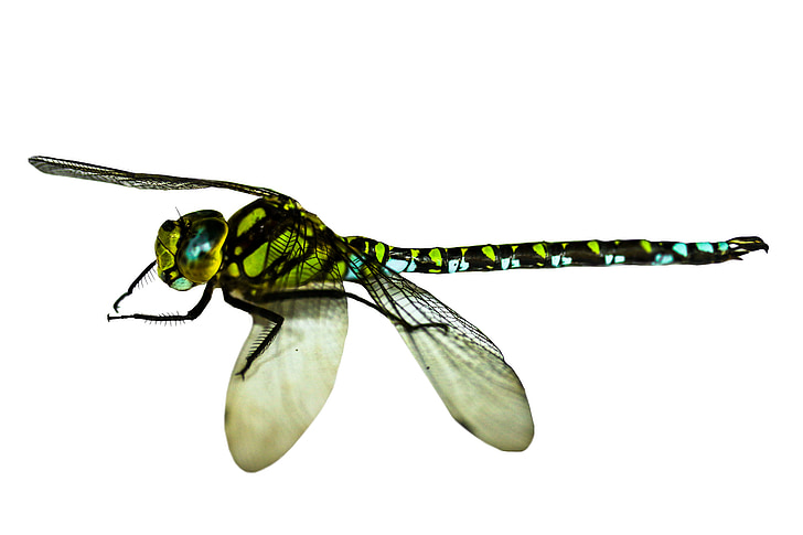 insect, Dragonfly, sluiten, macro, vleugel, demoiselle, geïsoleerd