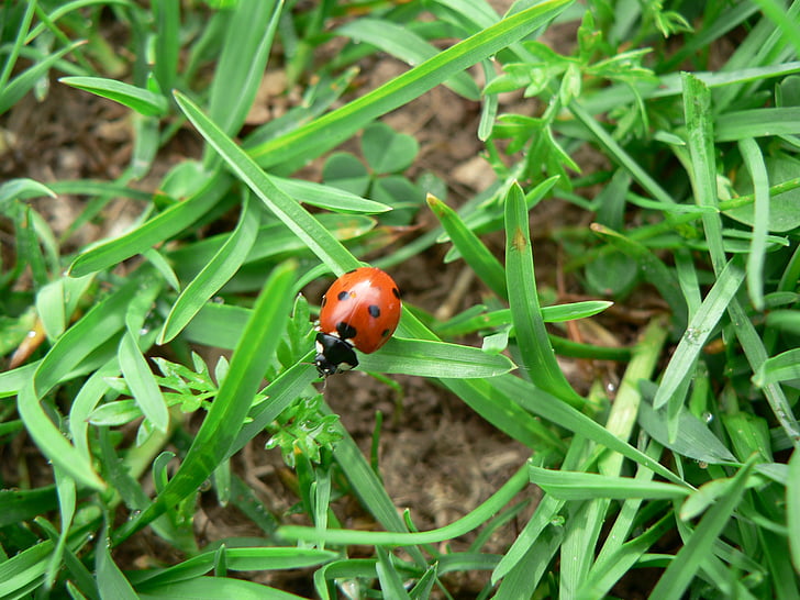 ladybug, lucky charm, insect, beetle, nature