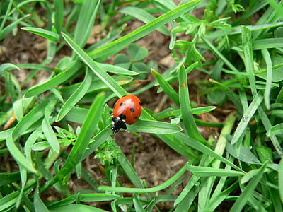 Ladybug, Lucky farmec, insectă, Gândacul, natura