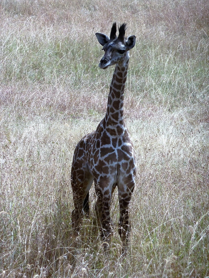 giraffe, wild, tanzania, serengeti, safari, grassy plain, wilderness