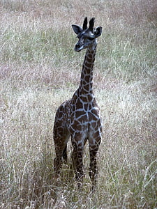 girafa, salvatge, Tanzània, Serengeti, Safari, plana coberta d'herba, desert
