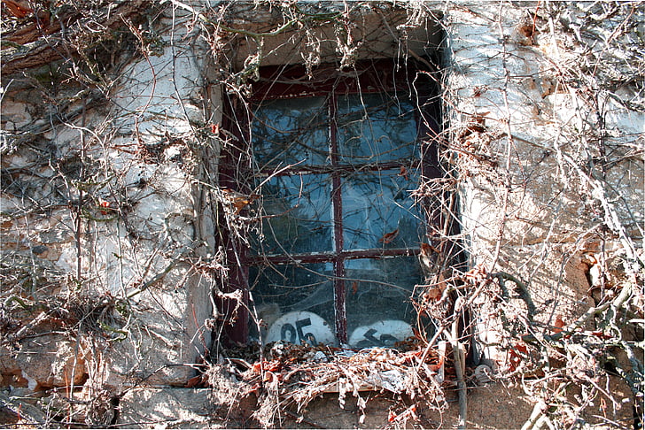 ventana antigua, planta de aferrarse, rastrero, ventana, hiedra, seco