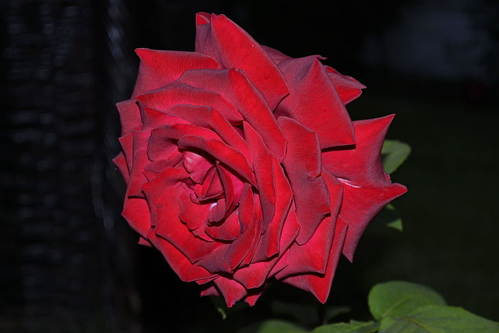 Rosa, jardí, primavera, vermell, nit