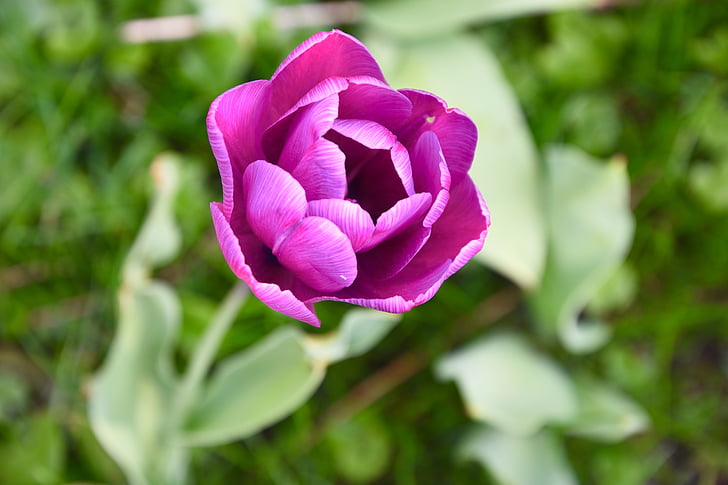 pavasarį, violetinė, tulpė, uždaryti