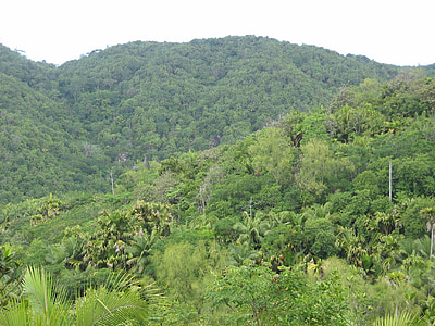 dzsungel, erdő, trópusi, Seychelle-szigetek, zöld, fennakadás, növény
