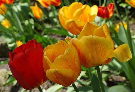flors, primavera, tulipes, la bellesa de la natura, planta, natura, flor