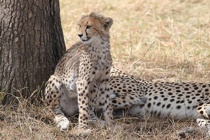 Gepard, Afrika, Safari, Tierwelt, Tier, Natur, Kenia