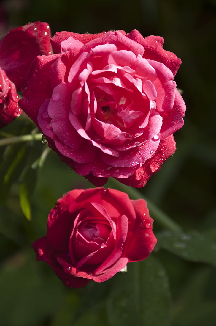 Rose, rosa, fiori, petali di, storia d'amore, San Valentino, Giardini