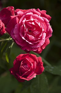 roses, pink, flowers, petals, romance, valentines, gardens