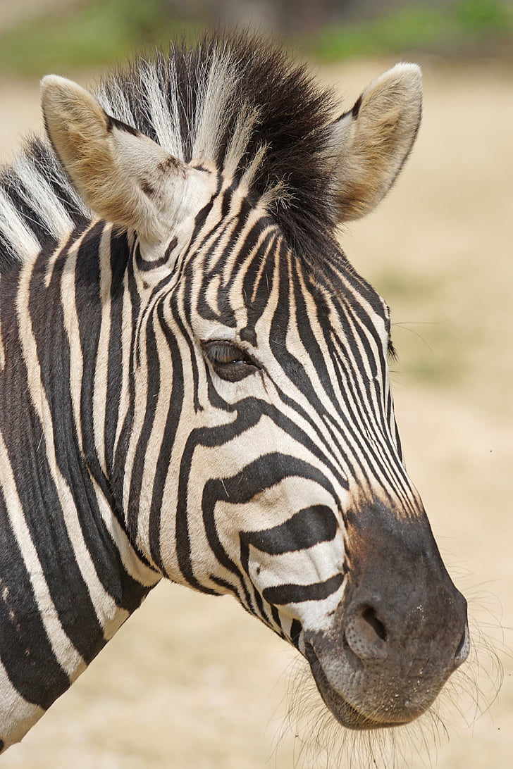 Zebra, Chapman burchell zebra, mint egy ló, (Perissodactyla), portré, vadon élő állatok fotózás, Equus quagga chapmani