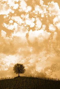 Hill, ağaç, bulutlar, gökyüzü, günbatımı, kontrast, doğa