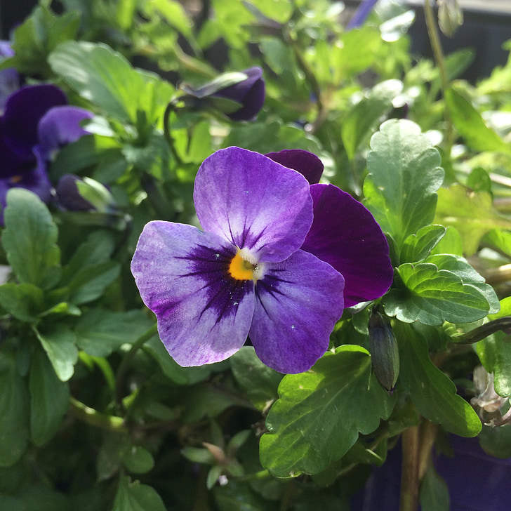 Viola glabella, Viola labradorica, Viola odorata