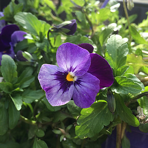 Viola glabella, Viola labradorica, dišeča Vijolica